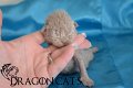 Visenya Targaryen -Fawn-28-janvier--(4)
